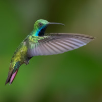 Black-throated Mango